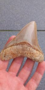 Megalodon haaientand fossiel Indonesië, Ophalen of Verzenden, Fossiel