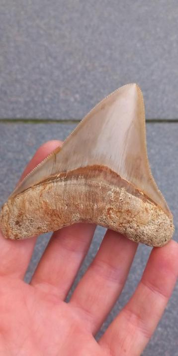 Megalodon haaientand fossiel Indonesië beschikbaar voor biedingen