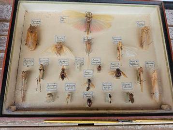 echte insecten - Glas, Hout

 beschikbaar voor biedingen