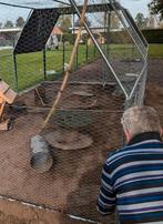 Konijnenren kippenren gegalvaniseerd staal 3x6x2, Dieren en Toebehoren, Ophalen, Gebruikt, Kippenhok of Kippenren