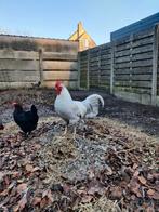 Broedeieren kuikens zullen olijfleggers zijn, Dieren en Toebehoren, Pluimvee