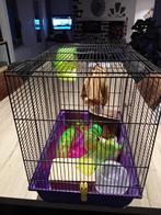 Nette hamsterkooi uitgestekende staat, Minder dan 60 cm, Kooi, Minder dan 75 cm, Ophalen of Verzenden