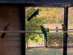 Koningsparkieten 2025, Dieren en Toebehoren, Vogels | Overige Vogels, Tam