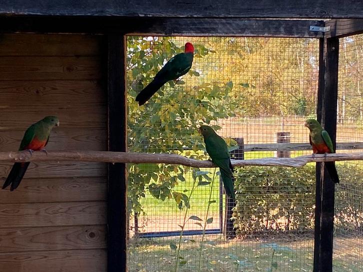 Koningsparkieten 2025, Dieren en Toebehoren, Vogels | Overige Vogels, Tam