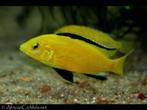malawi cihliden labidochromis caeruleus, Zoetwatervis, Schoolvis, Vis