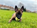 Puppies mechelse herder met FCI stamboom, België, Fokker | Hobbymatig, CDV (hondenziekte), 8 tot 15 weken
