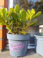 Crassula vetplantje, Huis en Inrichting, Kamerplanten, Ophalen