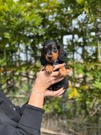 Prachtige dwergteckels, Dieren en Toebehoren, België, CDV (hondenziekte), 8 tot 15 weken, Dwerg