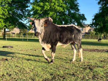 Mini zeboe stier, Dieren en Toebehoren, Runderen