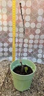 Vijgenboom Ficus Carica, Tuin en Terras, Ophalen, Lente, Volle zon, In pot