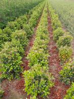 Viburnum Tinus, Enlèvement