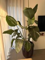 Planten, Tuin en Terras, Planten | Tuinplanten, Ophalen, Vaste plant, Overige soorten, Halfschaduw