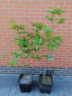 Quercus Cerrus, Turkse eik of Moseik in 10liter potten: 10€, Jardin & Terrasse, Plantes | Arbres, En pot, Plein soleil, Enlèvement