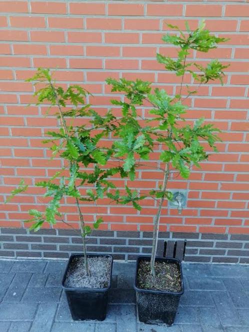 Quercus Cerrus, Turkse eik of Moseik in 10liter potten: 10€, Jardin & Terrasse, Plantes | Arbres, Autres espèces, 100 à 250 cm