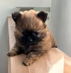 Pomchi teefje, Dieren en Toebehoren, Honden | Chihuahua's en Gezelschapshonden, België, Particulier, CDV (hondenziekte), 8 tot 15 weken