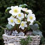 helleborus niger in pot vaste plant, Tuin en Terras, Planten | Tuinplanten, Ophalen, Vaste plant