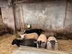 6 afgemeste krusing lammeren ooien, Dieren en Toebehoren