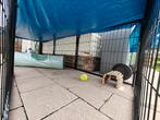 Konijnen en cavia opvang/pension, Dieren en Toebehoren, Ophalen, Zo goed als nieuw, Cavia