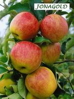 FORSE LAAGSTAM APPELAARS, oa JONAGOLD (8€/Stuk, 2 voor 15€), Tuin en Terras, Ophalen of Verzenden, Lente, Vaste plant, Fruitplanten
