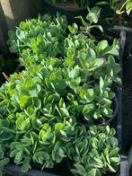 Sedum, Tuin en Terras, Planten | Tuinplanten, Ophalen
