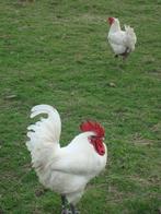 broedeieren Poule de Bresse, Dieren en Toebehoren, Kip, Geslacht onbekend