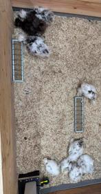USA zijdehoen kuikens van 24-7-25, Dieren en Toebehoren, Meerdere dieren, Kip