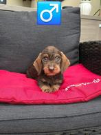 ruwhaar teckel pups, België, CDV (hondenziekte), 8 tot 15 weken, Dwerg