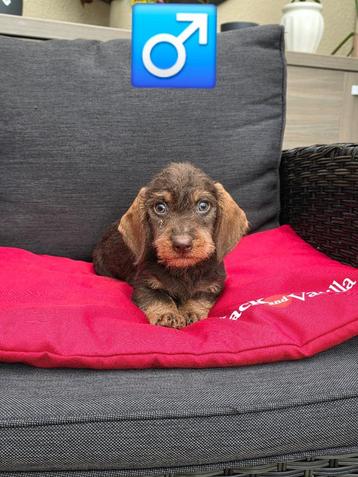 ruwhaar teckel pups beschikbaar voor biedingen