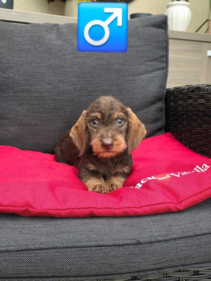 ruwhaar teckel pups, Dieren en Toebehoren, Honden | Teckels en Dashonden, Meerdere dieren, Ruwhaar, Dwerg, Fokker | Professioneel