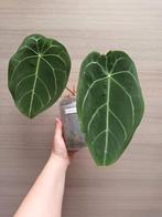 Anthurium magnificum x besseae aff, Ophalen of Verzenden