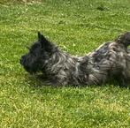 Cairn terrier teefjes, België, 15 weken tot 1 jaar, Overige rassen, CDV (hondenziekte)
