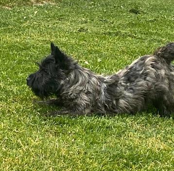 Cairn terrier teefjes beschikbaar voor biedingen