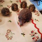 Famille de hérissons, Collections, Statues & Figurines, Enlèvement