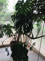 Gatenplant, Ombre partielle, En pot, Plante verte, 150 à 200 cm