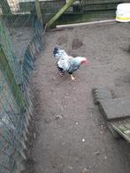 Wyandotte haan zwart-wit gezoomd (kriel), Dieren en Toebehoren