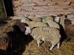 Texel bok te koop, Dieren en Toebehoren, Schapen, Geiten en Varkens