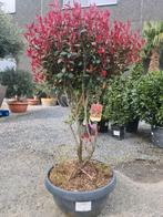 Photinia Red Robin meerstam, Jardin & Terrasse, Plantes | Arbres, Enlèvement, Ombre partielle