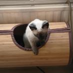 Panier chat en bambou à accrocher au radiateur, Animaux & Accessoires, Utilisé, Autre