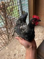 Serama Haan, Dieren en Toebehoren, Pluimvee, Mannelijk, Kip