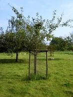 1 x Halfstam appelboom Reinette Etoile, Ophalen, 100 tot 250 cm, Appelboom