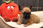 Chiot bouledogue français Fawn, Animaux & Accessoires, Chiens | Bouledogues, Pinschers & Molossoïdes, Chien (mâle), Belgique, Bouledogue