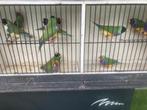 Gouldamandines, Dieren en Toebehoren, Meerdere dieren, Tropenvogel, Geringd