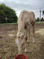 Krem x Lord Leatherdale Palomino jaarling merrie, Dieren en Toebehoren, Merrie, Minder dan 160 cm, Gechipt, Dressuurpaard