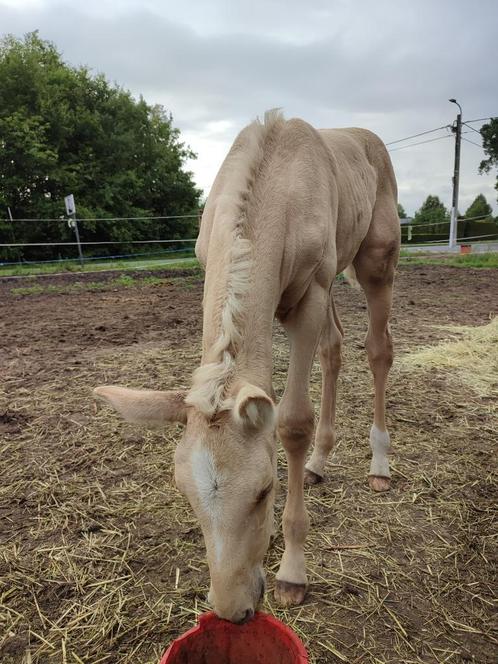 Krem x Lord Leatherdale Palomino jaarling merrie, Dieren en Toebehoren, Paarden, Merrie, Onbeleerd, Minder dan 160 cm, 0 tot 2 jaar