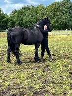 GEZOCHT friesachtige merrie 10-17j, Dieren en Toebehoren, Paarden, Merrie