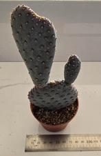Opuntia bassilaris, Verzenden