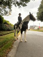 Mooie 12 jarige merrie van 1m70, Dieren en Toebehoren, Paarden, Merrie, Zadelmak