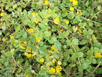 Lysimachia nummularia of penningkruid beschikbaar voor biedingen