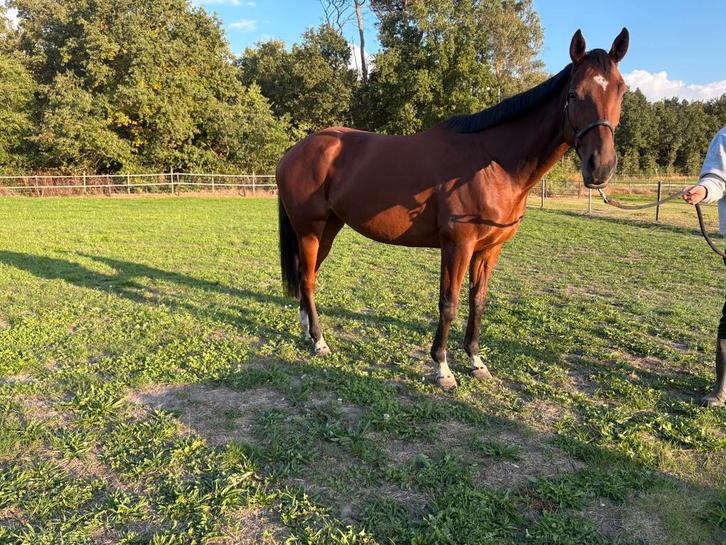 Draagmerrie/recreatiepaard, Dieren en Toebehoren, Paarden, Merrie, 160 tot 165 cm, 3 tot 6 jaar, Recreatiepaard, Met stamboom