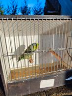 Forpussen, Dieren en Toebehoren, Meerdere dieren, Dwergpapegaai of Agapornis, Geringd